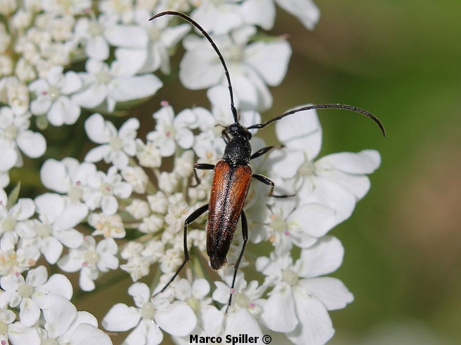 Stenurella melanura - femmina e maschio